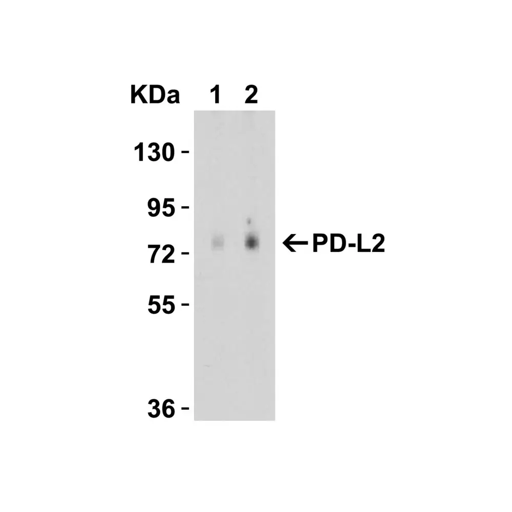 ProSci 4063 PD-L2 Antibody, ProSci, 0.1 mg/Unit Quaternary Image