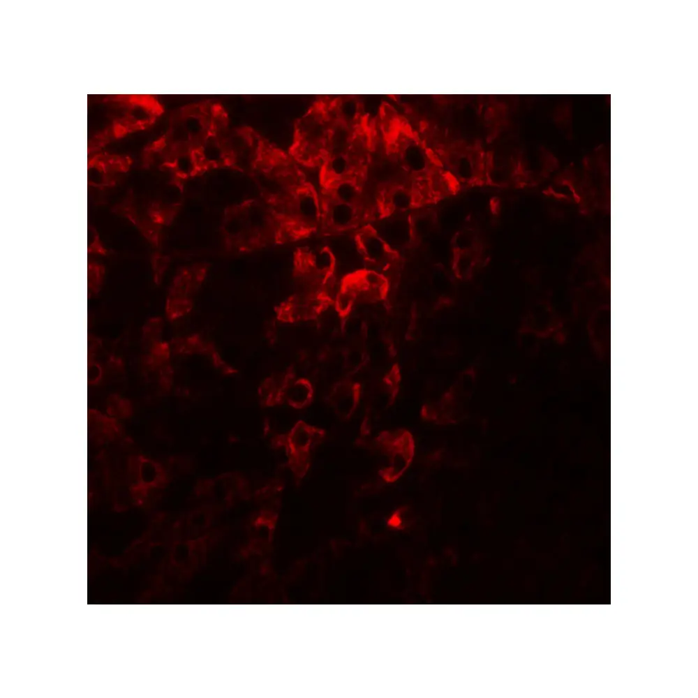 ProSci 8213_S PDIA1 Antibody, ProSci, 0.02 mg/Unit Tertiary Image