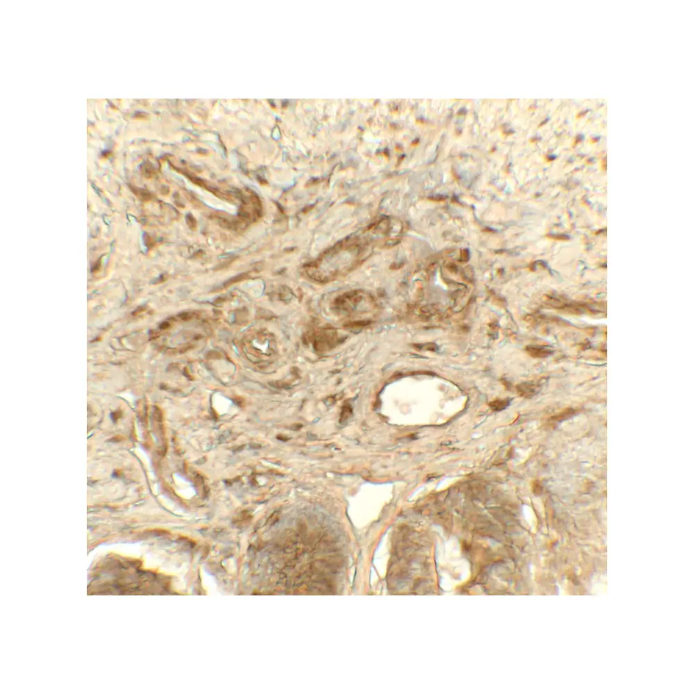 ProSci 8213_S PDIA1 Antibody, ProSci, 0.02 mg/Unit Secondary Image