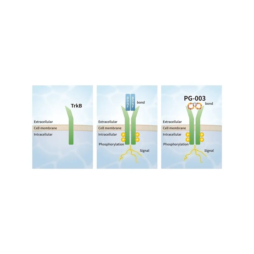 PeptiGrowth PG-003 BDNF Alternative Peptide, TrkB Agonist, 10