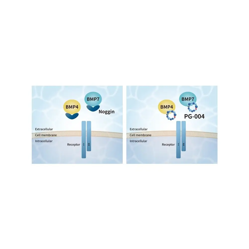 PeptiGrowth PG-004 Noggin-Like Peptide, BMP4, 7 Inhibitor, 5