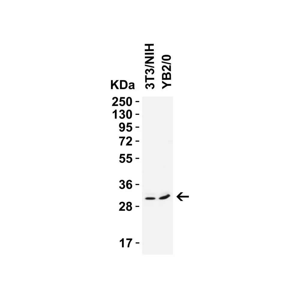 ProSci 9517_S PGAM5 (CT) Antibody, ProSci, 0.02 mg/Unit Primary Image