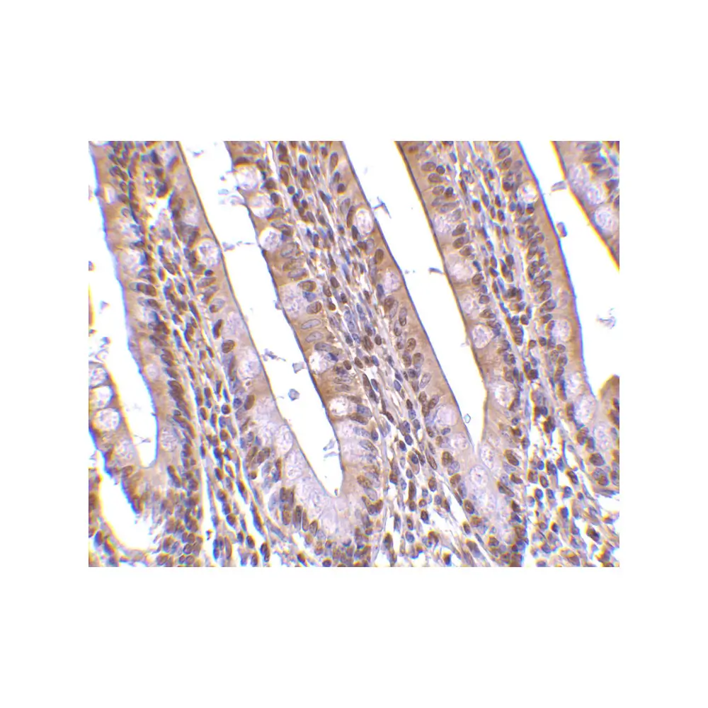 ProSci 3152_S PHAP Antibody, ProSci, 0.02 mg/Unit Secondary Image