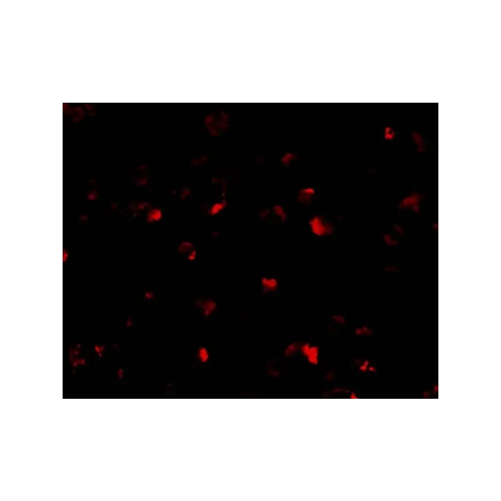 ProSci 3145_S PHAP I Antibody, ProSci, 0.02 mg/Unit Quaternary Image