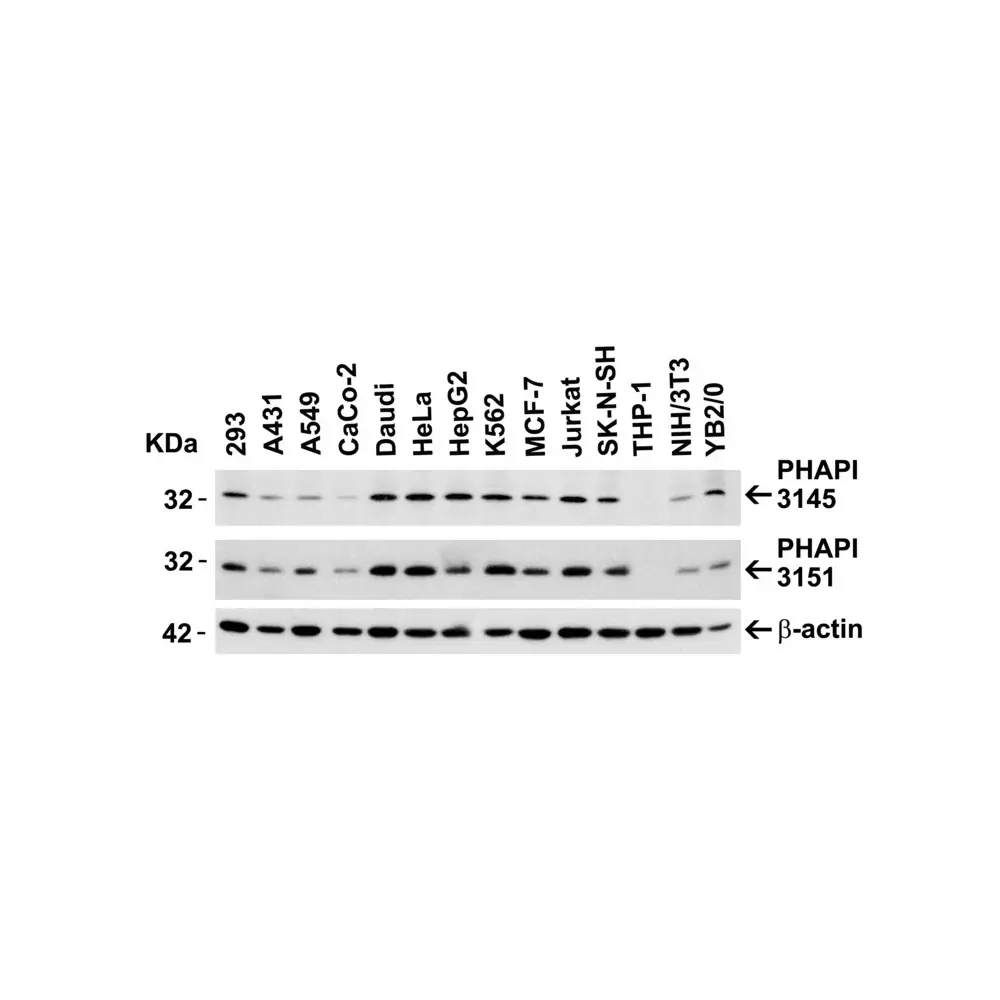 ProSci 3145_S PHAP I Antibody, ProSci, 0.02 mg/Unit Secondary Image