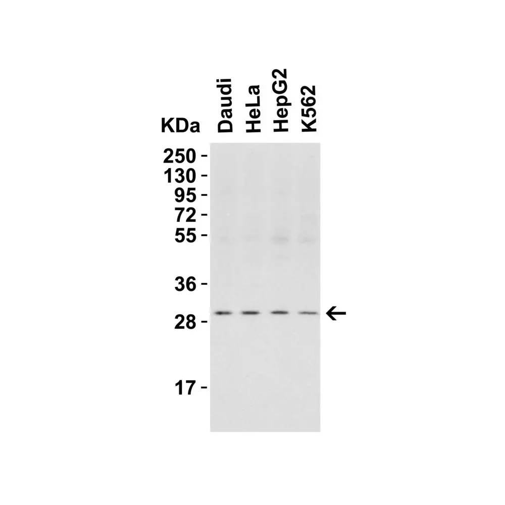 ProSci 3145_S PHAP I Antibody, ProSci, 0.02 mg/Unit Tertiary Image