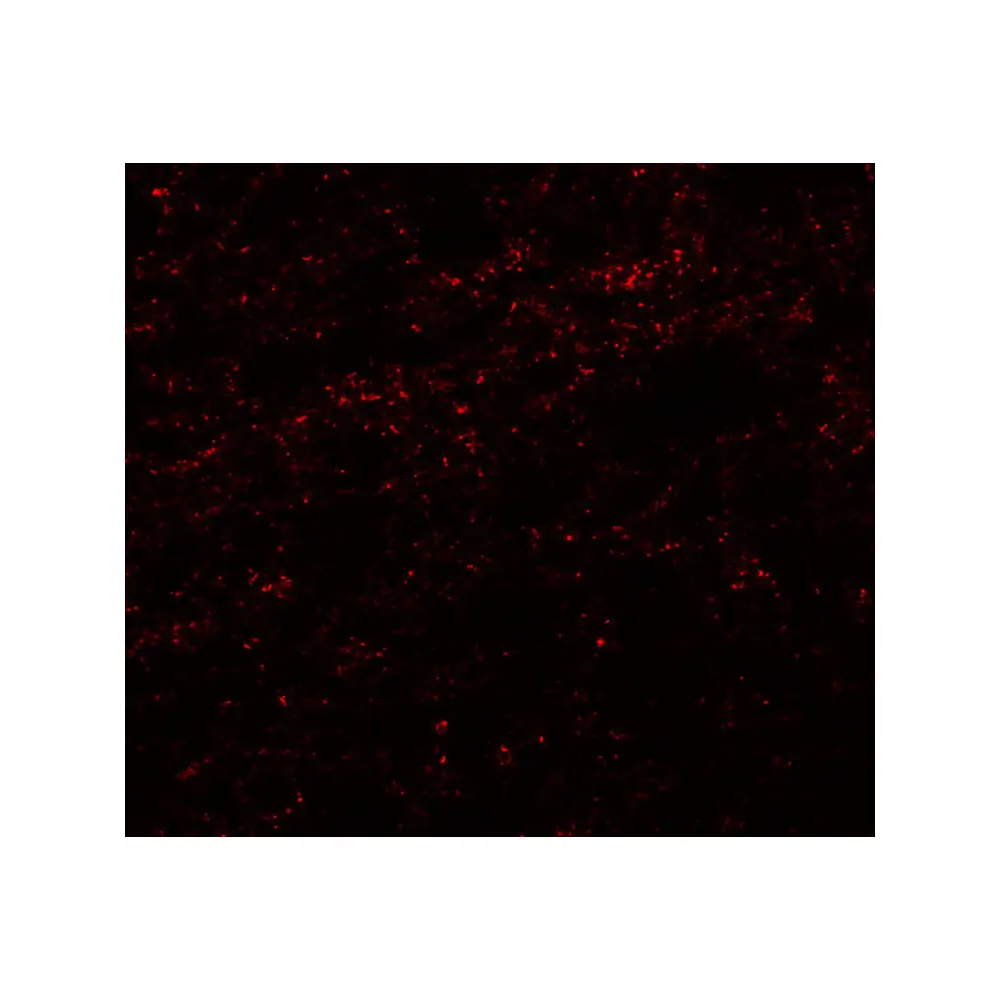 ProSci 6827 PHOX2A Antibody, ProSci, 0.1 mg/Unit Tertiary Image