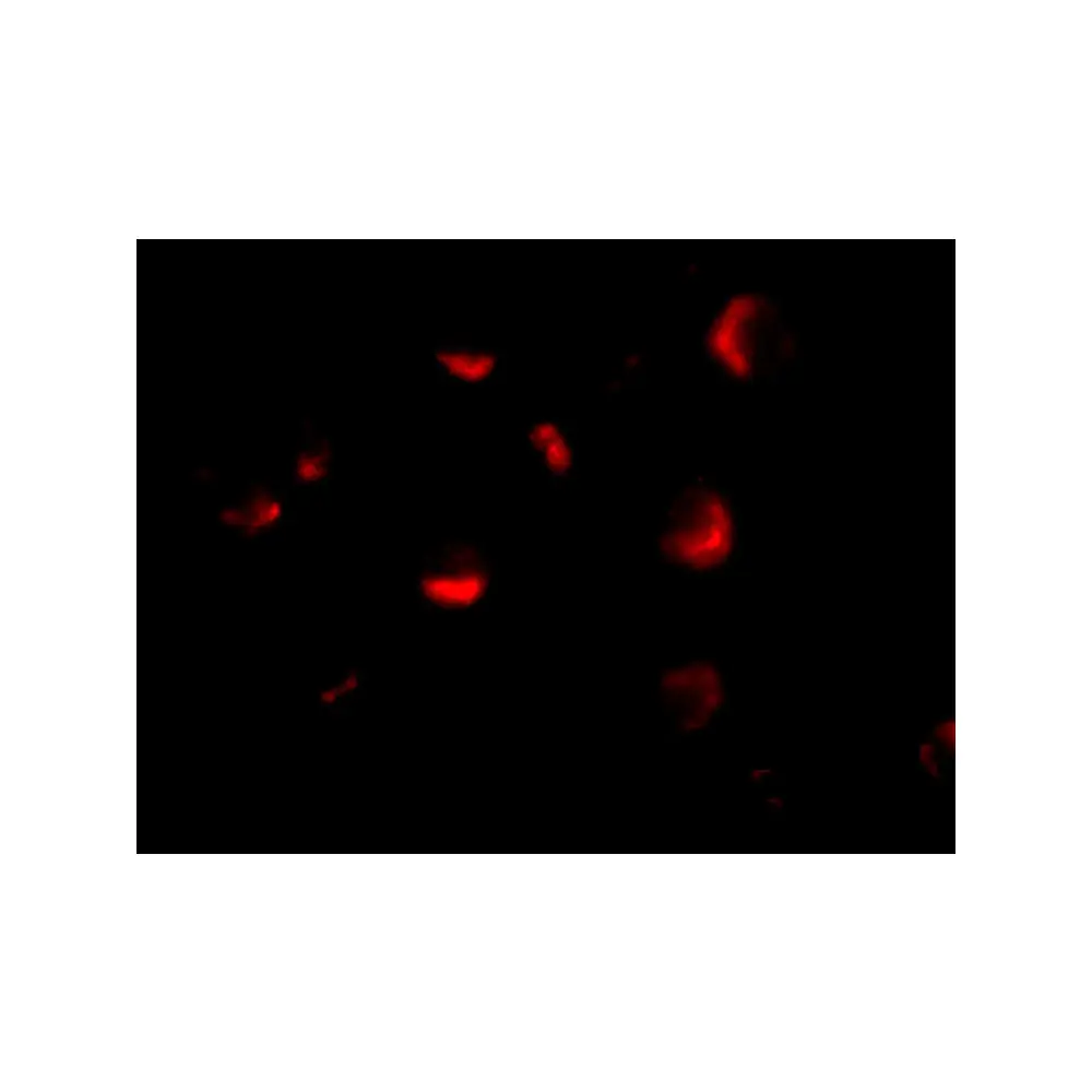 ProSci 2443 PID Antibody, ProSci, 0.1 mg/Unit Tertiary Image