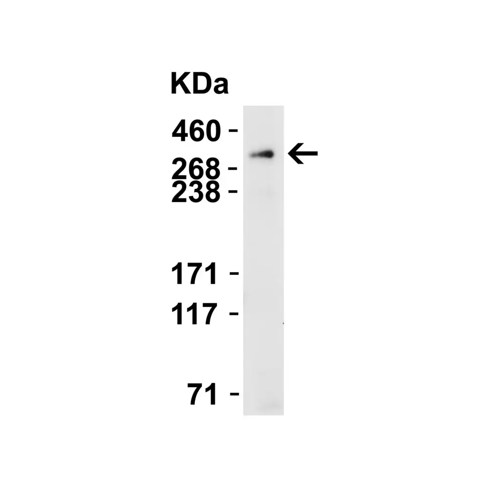 ProSci 8613 PIEZO2 Antibody, ProSci, 0.1 mg/Unit Secondary Image