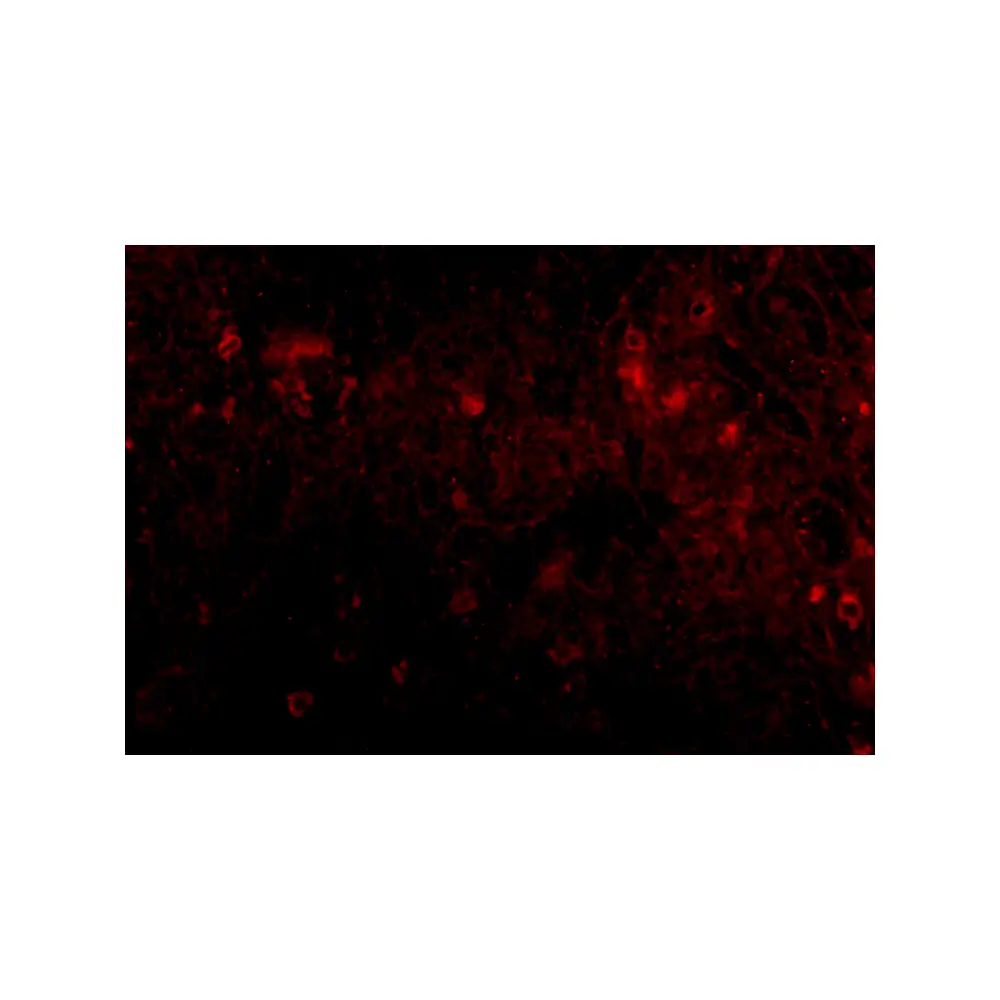 ProSci 4945_S PIG-Y Antibody, ProSci, 0.02 mg/Unit Tertiary Image
