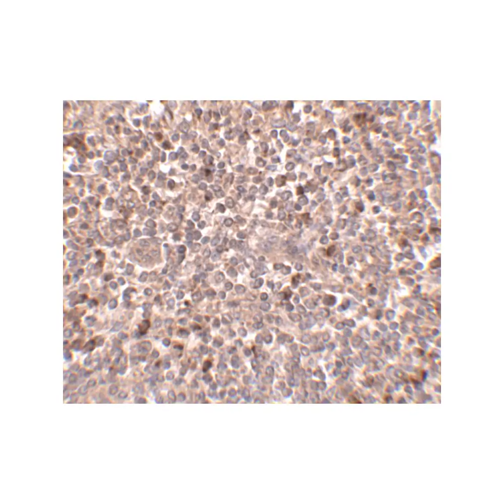 ProSci 4945_S PIG-Y Antibody, ProSci, 0.02 mg/Unit Secondary Image