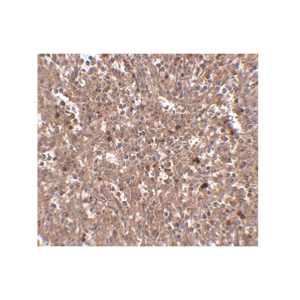 ProSci 4955 PIG-Y Antibody, ProSci, 0.1 mg/Unit Secondary Image