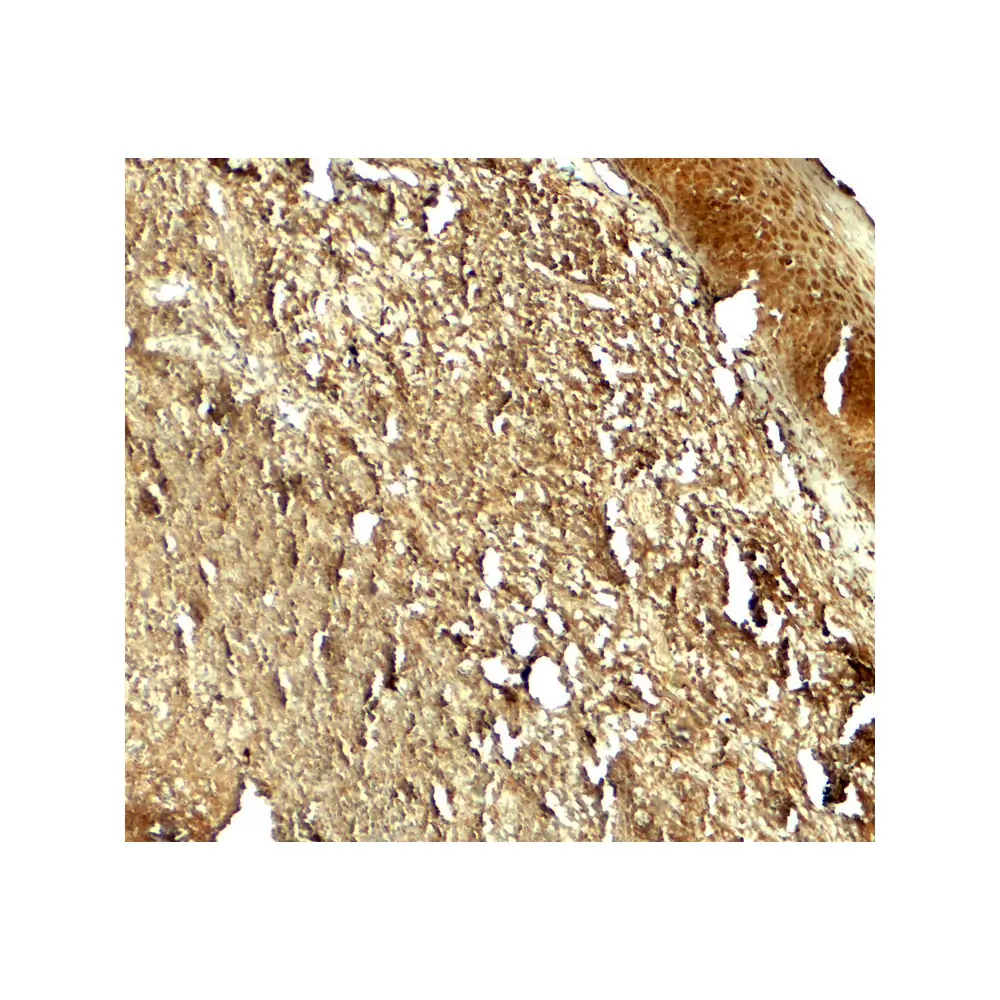 ProSci 7949_S PIK3R4 Antibody, ProSci, 0.02 mg/Unit Secondary Image