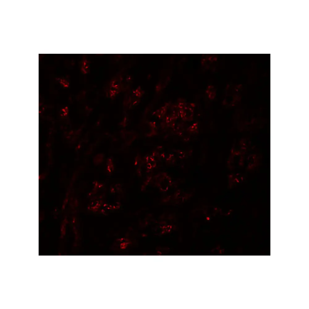 ProSci 6161_S PION Antibody, ProSci, 0.02 mg/Unit Tertiary Image