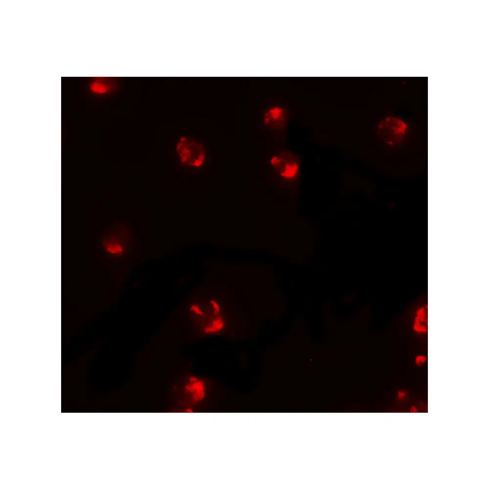 ProSci 6569_S PIWI-L2 Antibody, ProSci, 0.02 mg/Unit Tertiary Image