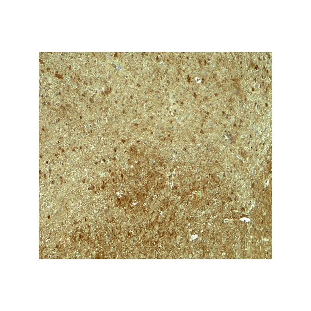 ProSci 8069 PJA1 Antibody, ProSci, 0.1 mg/Unit Secondary Image