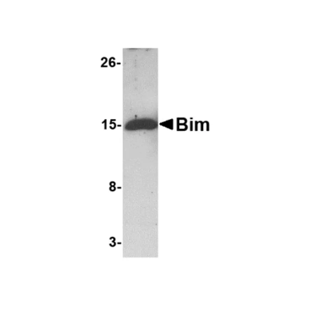ProSci PM-4821 Bim Antibody [1C2H4] , ProSci, 0.1 mg/Unit Primary Image