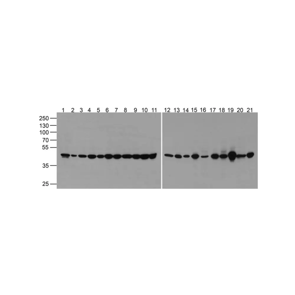 ProSci PM-7627_S alpha-Tubulin Antibody [2B11], ProSci, 0.02 mg/Unit Primary Image