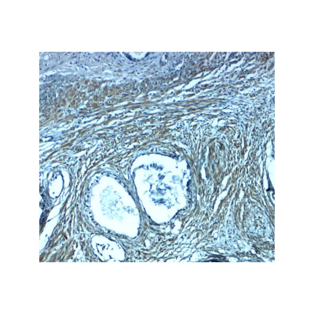 ProSci 8261_S PMEPA1 Antibody, ProSci, 0.02 mg/Unit Secondary Image