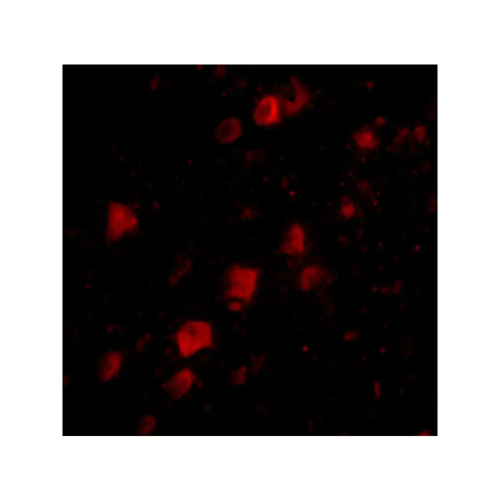 ProSci 4727 POLR3F Antibody, ProSci, 0.1 mg/Unit Tertiary Image