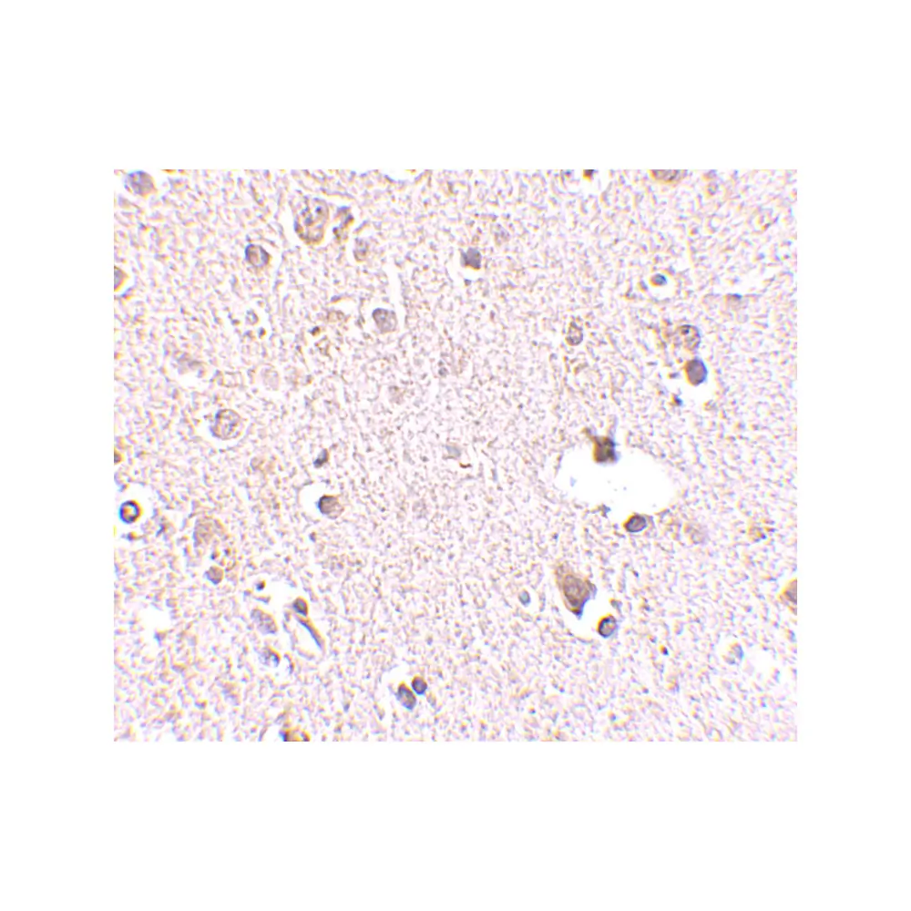 ProSci 4727 POLR3F Antibody, ProSci, 0.1 mg/Unit Secondary Image