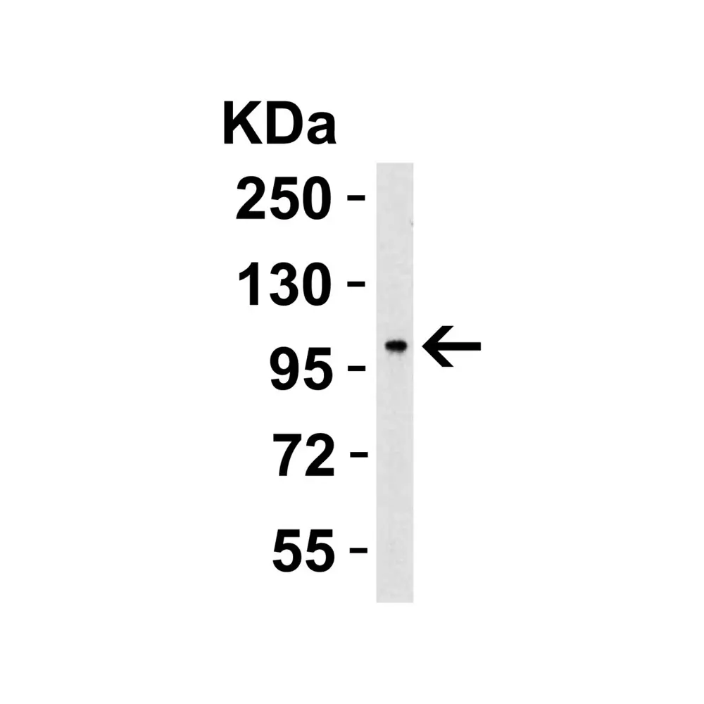 ProSci 7793 PPARGC1A Antibody, ProSci, 0.1 mg/Unit Secondary Image