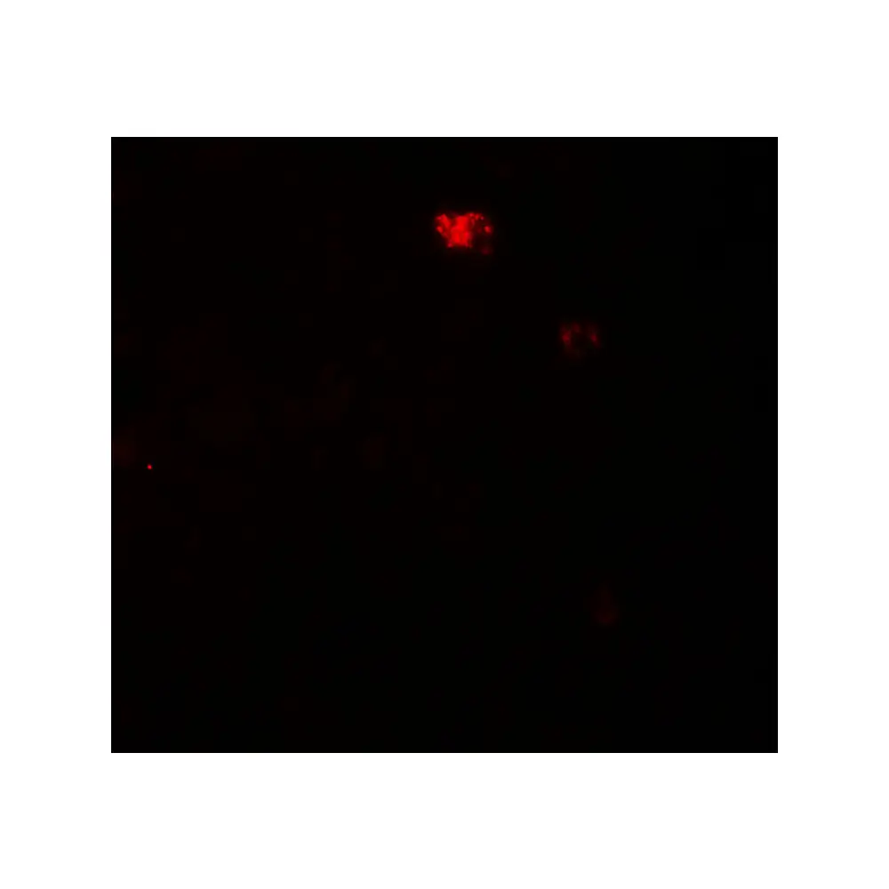 ProSci 8043 PPM1D Antibody, ProSci, 0.1 mg/Unit Tertiary Image