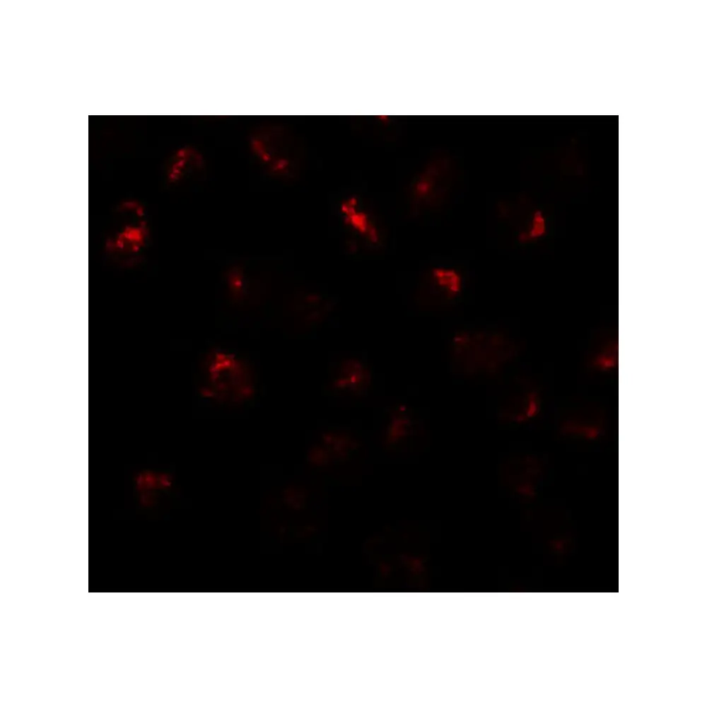 ProSci 6293_S PRR5L Antibody, ProSci, 0.02 mg/Unit Tertiary Image