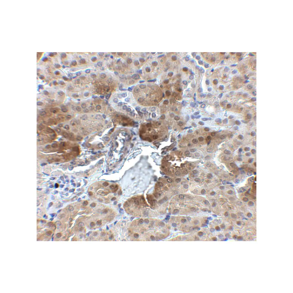 ProSci 5173 PTER Antibody, ProSci, 0.1 mg/Unit Secondary Image