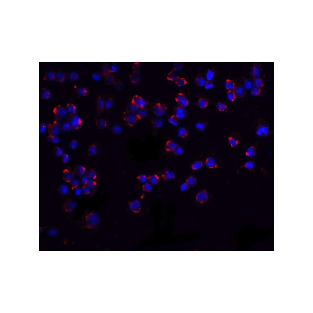 ProSci 3043 PUMA Antibody, ProSci, 0.1 mg/Unit Tertiary Image