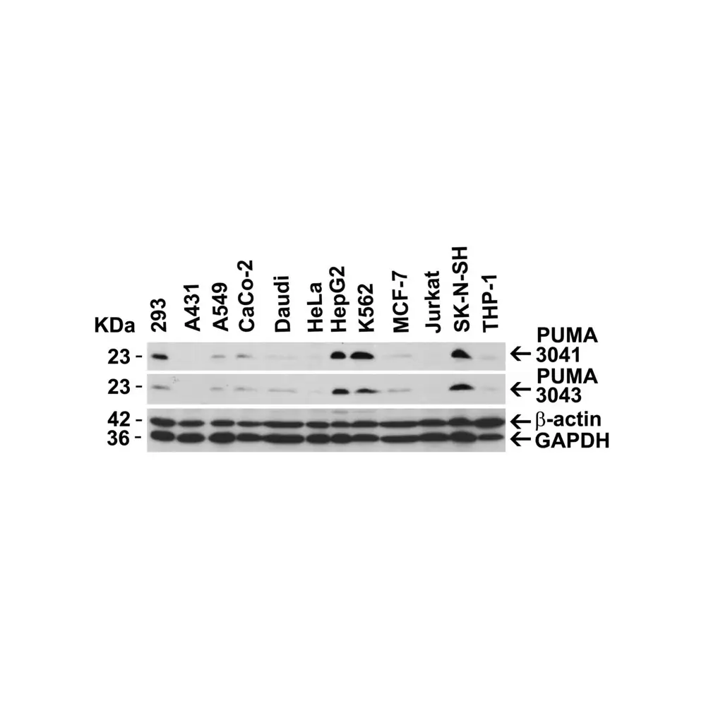 ProSci 3043 PUMA Antibody, ProSci, 0.1 mg/Unit Secondary Image