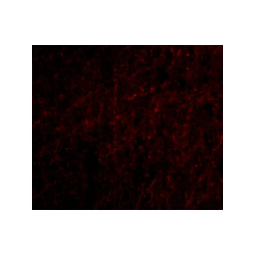 ProSci 4417_S Plxdc2 Antibody, ProSci, 0.02 mg/Unit Tertiary Image