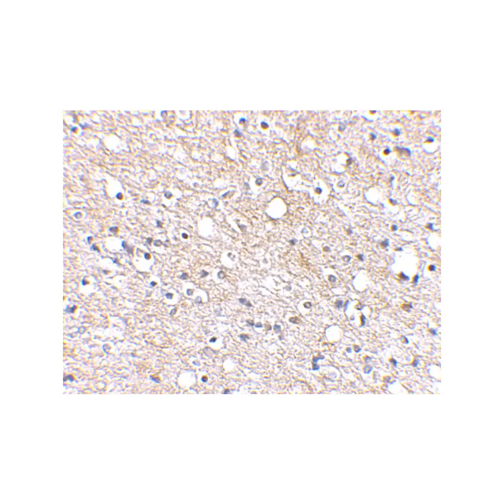 ProSci 4417_S Plxdc2 Antibody, ProSci, 0.02 mg/Unit Secondary Image