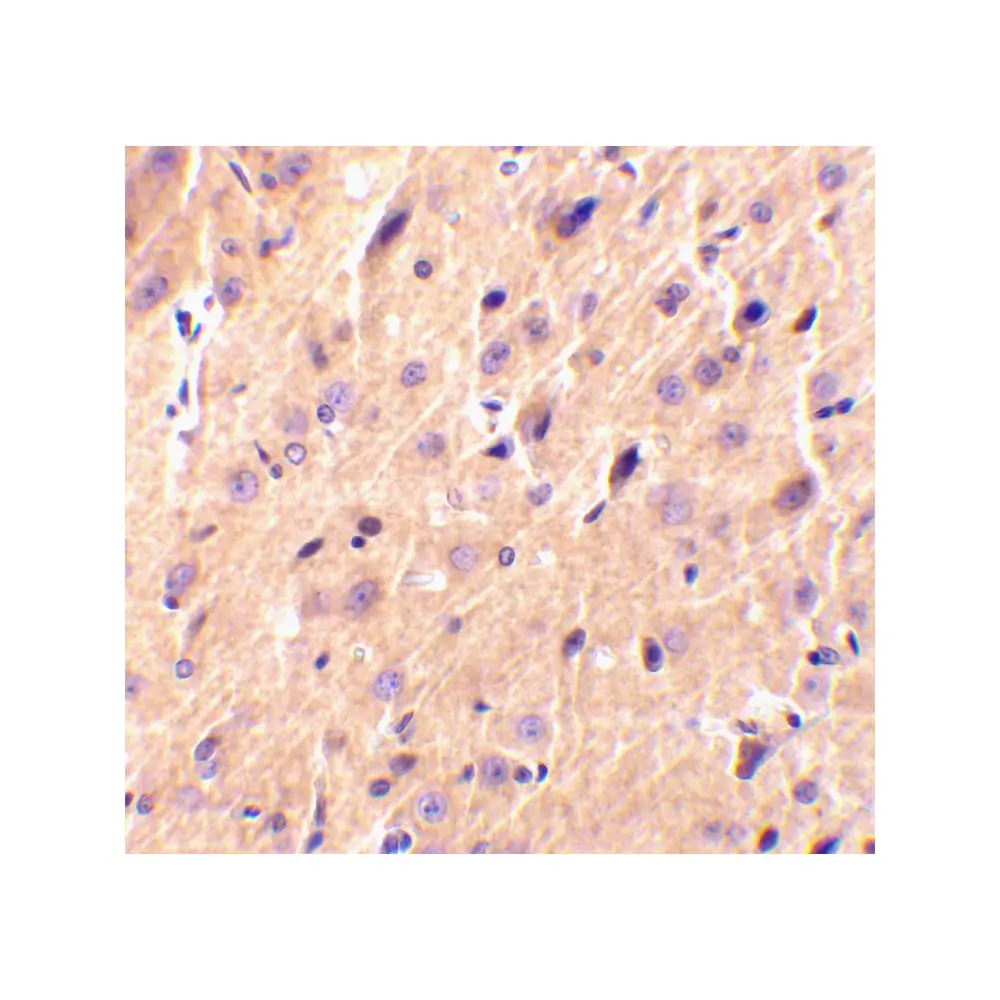 ProSci 3589 Precerebellin Antibody, ProSci, 0.1 mg/Unit Secondary Image