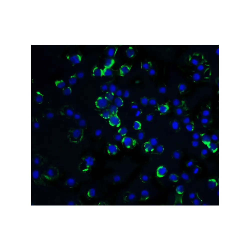 ProSci 1117 RAIDD Antibody, ProSci, 0.1 mg/Unit Tertiary Image