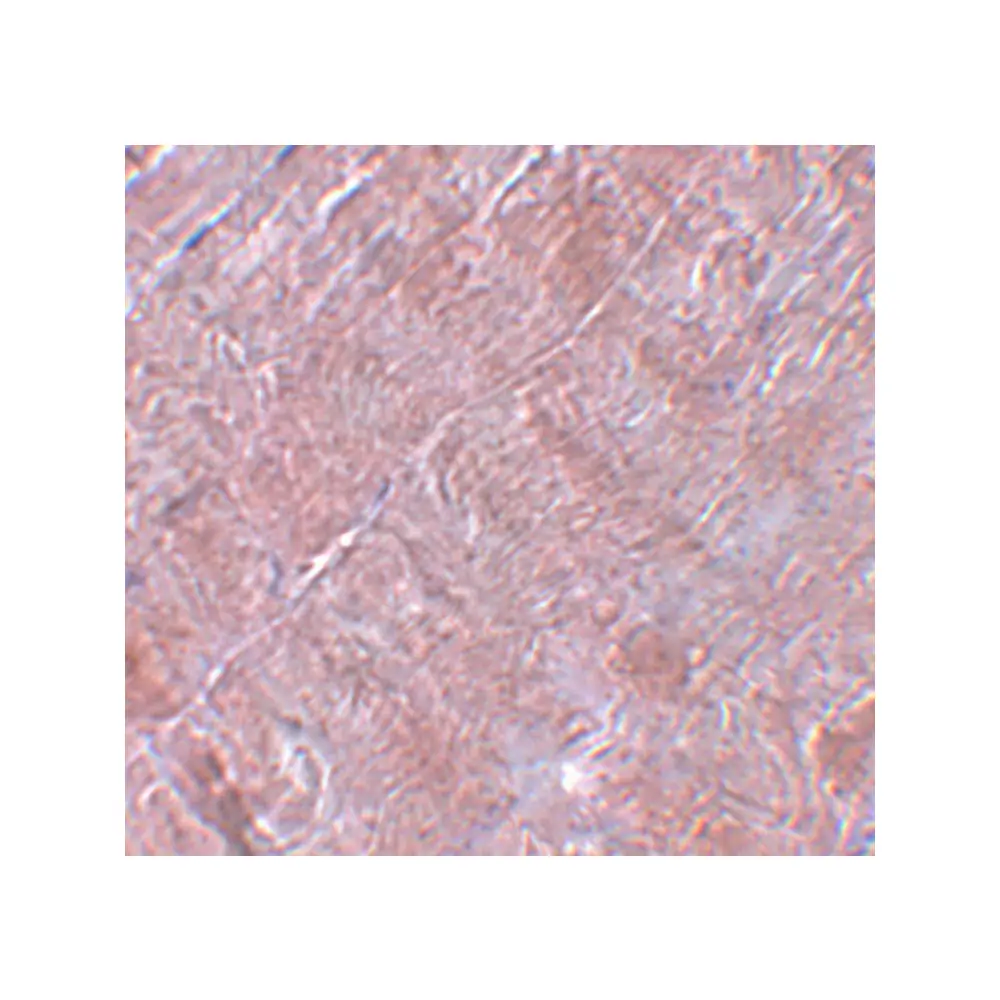 ProSci 5665 RANBP10 Antibody, ProSci, 0.1 mg/Unit Secondary Image