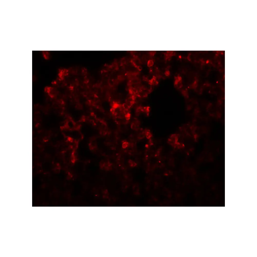 ProSci 5529_S RHBDD3 Antibody, ProSci, 0.02 mg/Unit Secondary Image