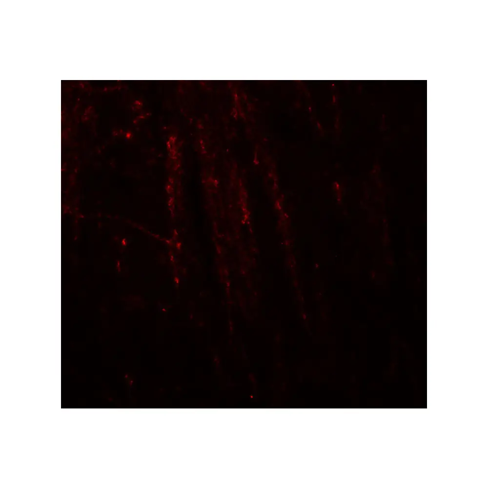 ProSci 8027_S RHOT1 Antibody, ProSci, 0.02 mg/Unit Tertiary Image