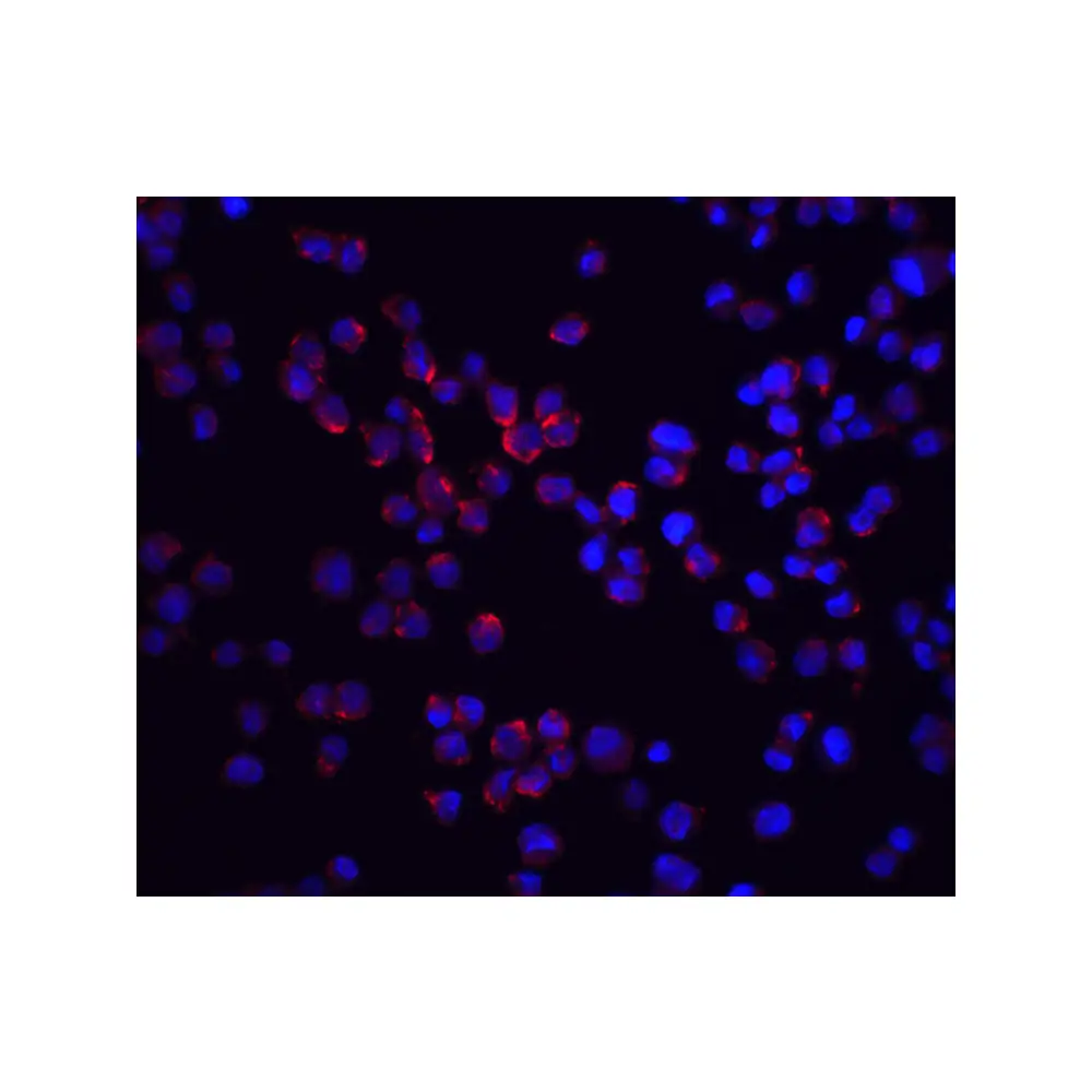 ProSci 2075 RICK Antibody, ProSci, 0.1 mg/Unit Quaternary Image