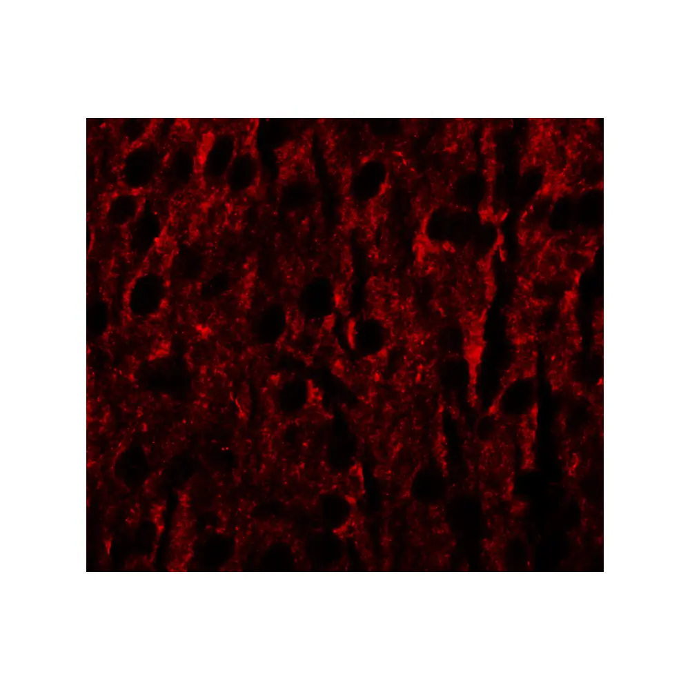ProSci 6495_S RILPL1 Antibody, ProSci, 0.02 mg/Unit Secondary Image