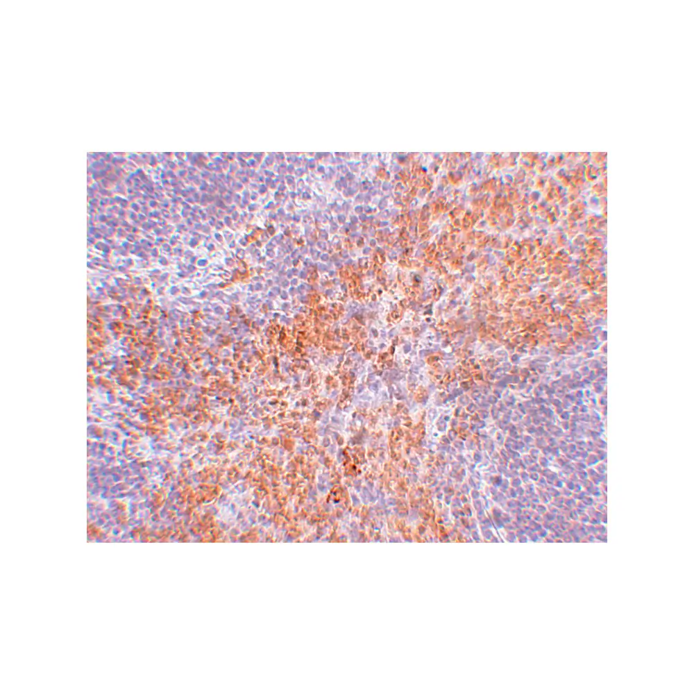 ProSci 5389 RIPK1 Antibody, ProSci, 0.1 mg/Unit Secondary Image
