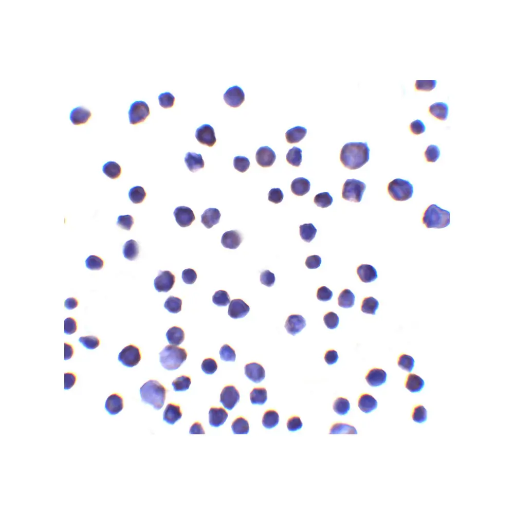 ProSci 8285 RNF121 Antibody, ProSci, 0.1 mg/Unit Secondary Image