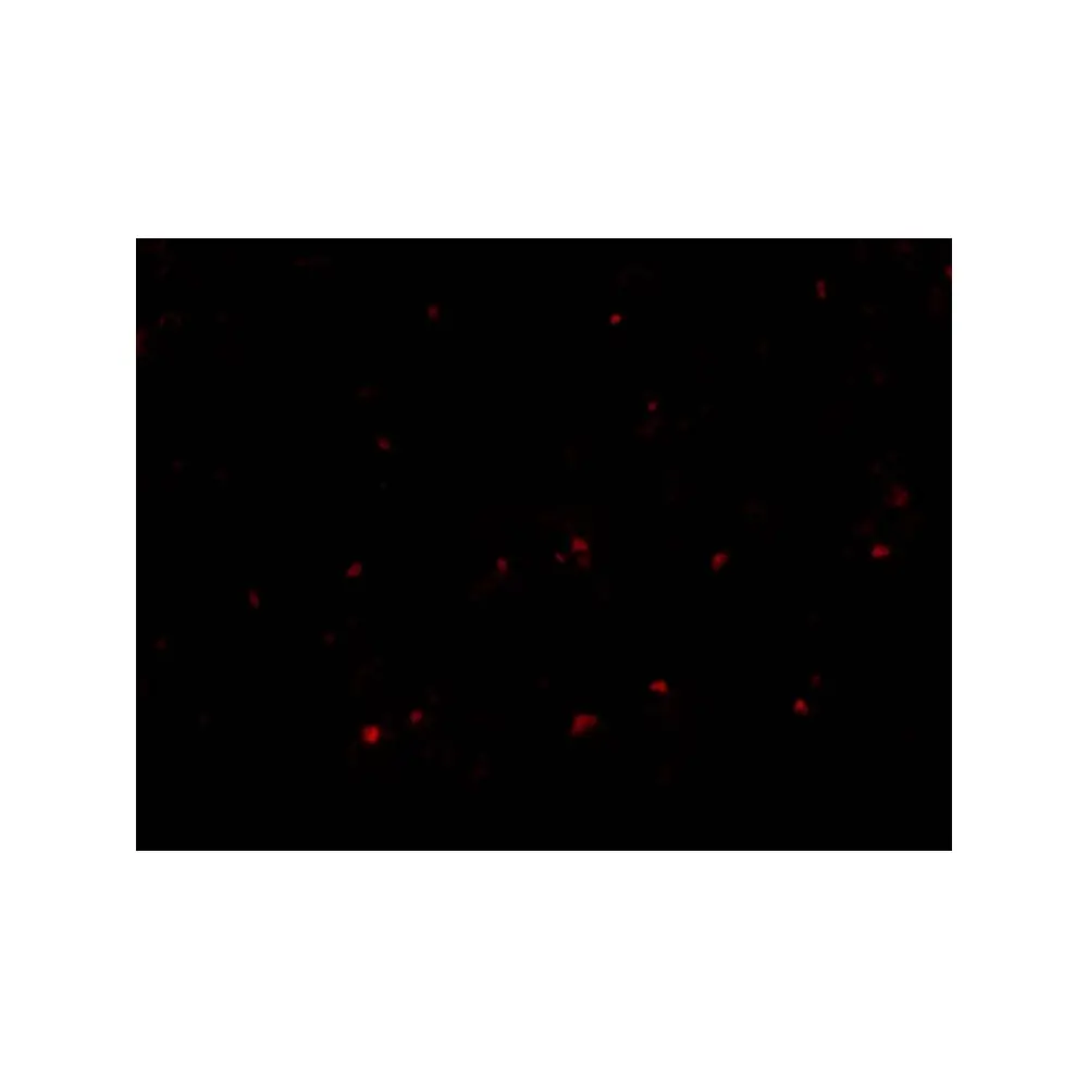 ProSci 3843_S RP105 Antibody, ProSci, 0.02 mg/Unit Tertiary Image
