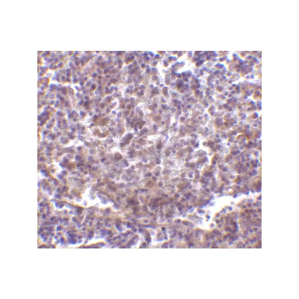 ProSci 3843_S RP105 Antibody, ProSci, 0.02 mg/Unit Secondary Image