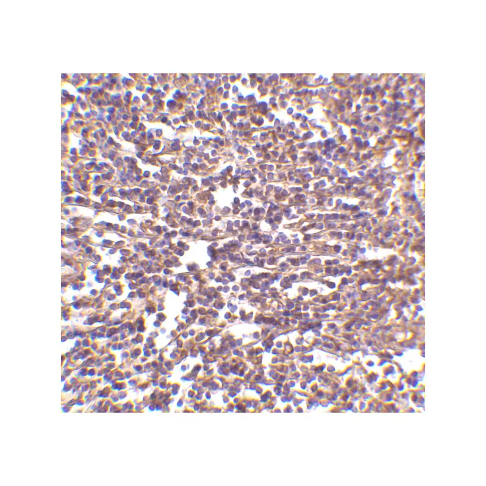 ProSci 3845 RP105 Antibody, ProSci, 0.1 mg/Unit Secondary Image