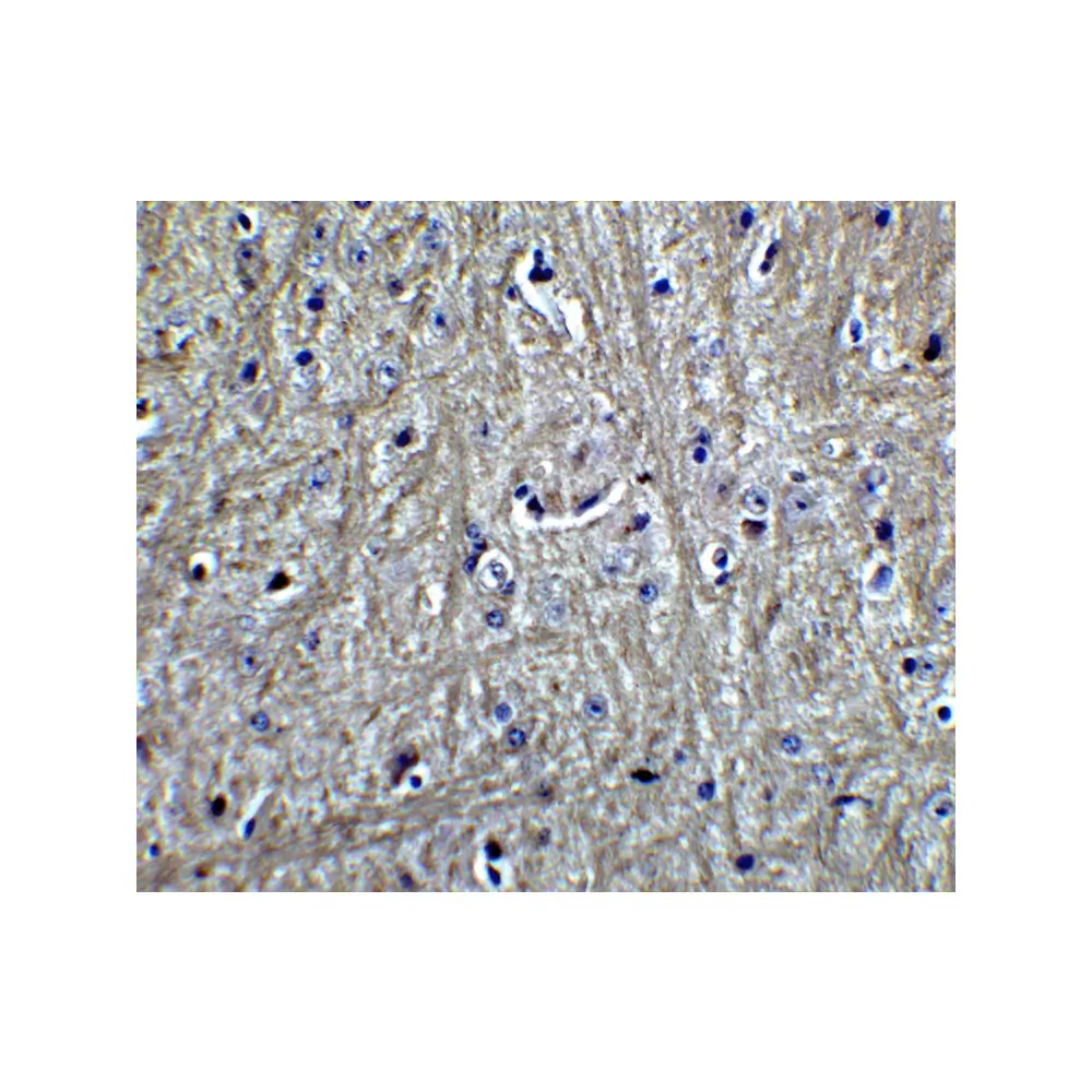 ProSci 7605 RPSA Antibody, ProSci, 0.1 mg/Unit Quaternary Image
