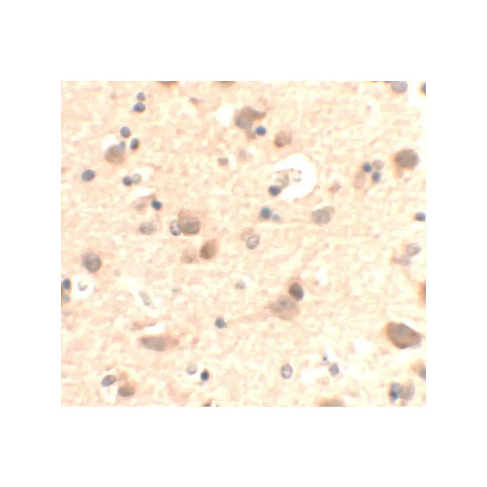ProSci 6659 RUSC2 Antibody, ProSci, 0.1 mg/Unit Secondary Image