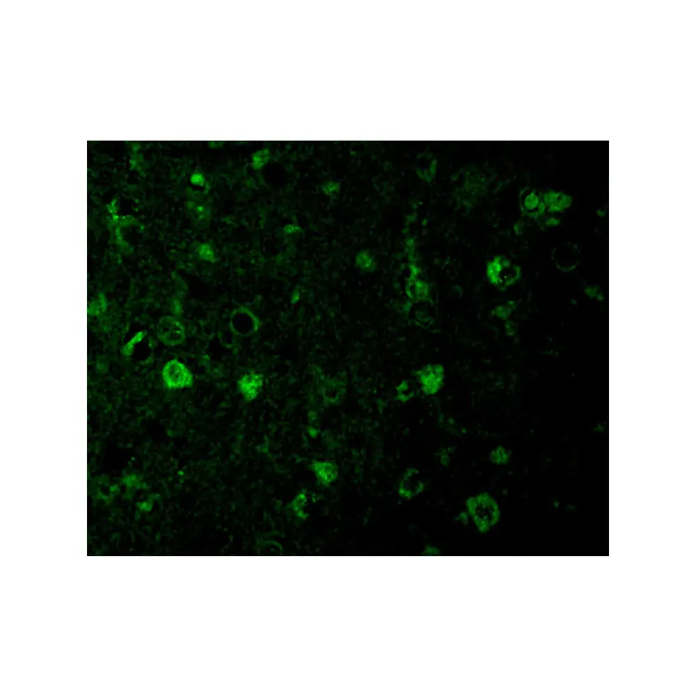 ProSci 3501_S Rheb Antibody, ProSci, 0.02 mg/Unit Tertiary Image