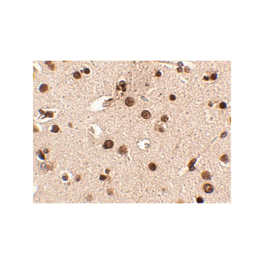 ProSci 4471 Rim3 Antibody, ProSci, 0.1 mg/Unit Secondary Image