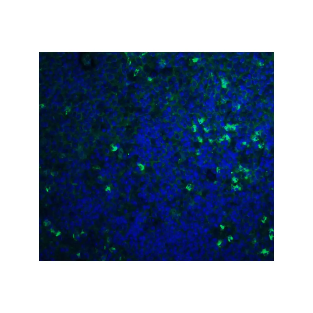 ProSci 4809 S1P1 Antibody, ProSci, 0.1 mg/Unit Quaternary Image